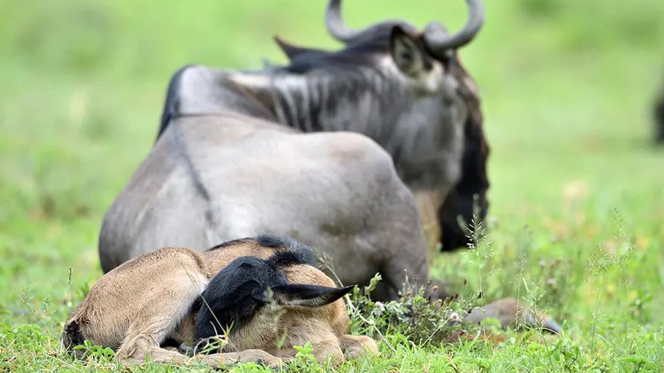 Central Serengeti Migration Safari Package